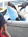 SeaWorld (26)